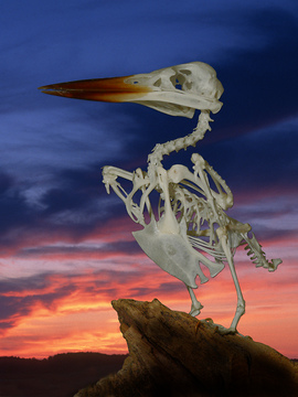 Skelettierter Eisvogel vor Abendhimmel