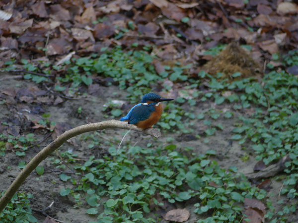 Weiße Flecken Schmelz(Vogelkot) der Eisvögel.