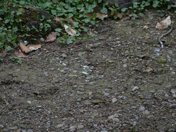 Weiße Flecken Schmelz(Vogelkot) der Eisvögel. Weiße Flecken Schmelz(Vogelkot) der Eisvögel.