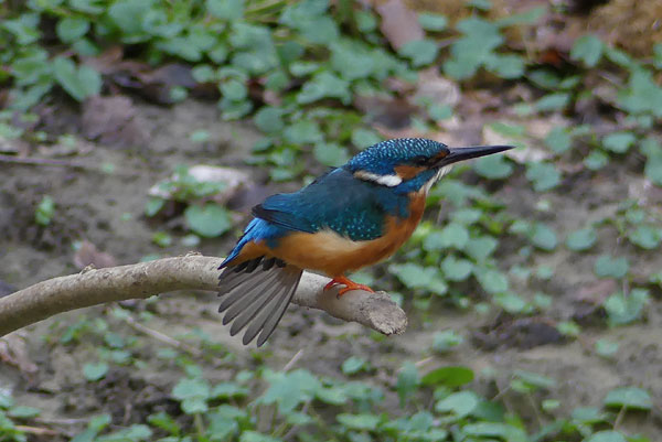 Eisvogelmännchen und Gefiederpflege. Eisvogelmännchen und Gefiederpflege.