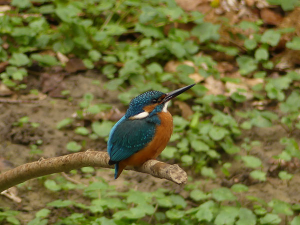 Eisvogelmännchen.