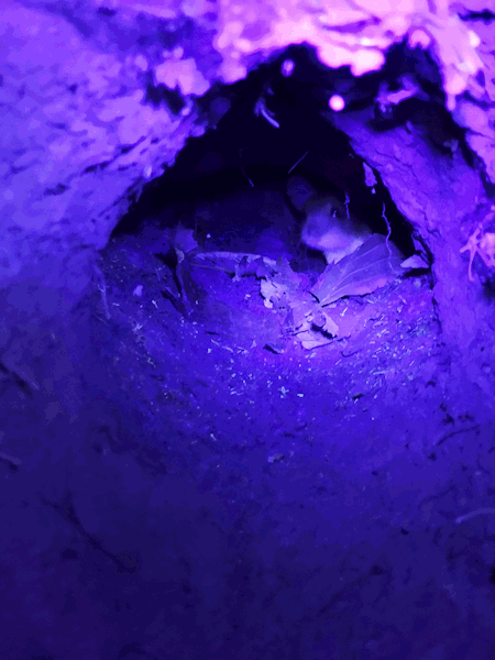 Im UV Licht ist die Waldmaus gut zu erkennen. Im UV Licht ist die Waldmaus gut zu erkennen.
