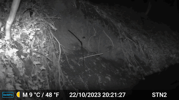 Mäuse, Ratten und auch Nutrias vertreiben Eisvögel aus den Brutwänden. Mäuse, Ratten und auch Nutrias vertreiben Eisvögel aus den Brutwänden.