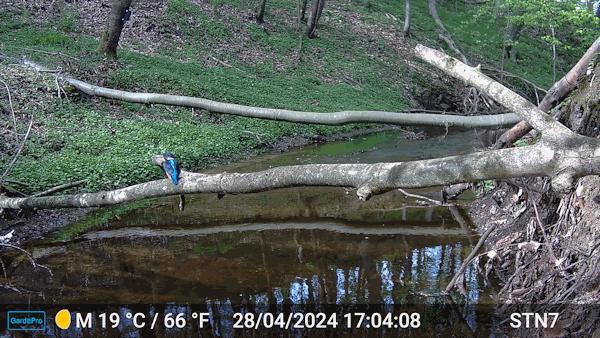 Eisvogel.