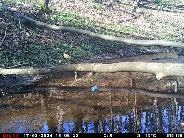 Eisvogel im Anflug.
