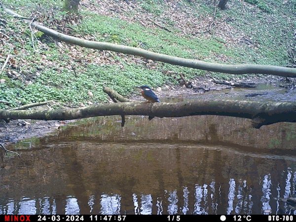 Eisvogel.