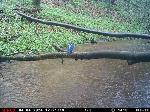 Eisvogel.