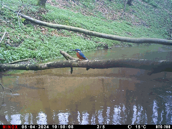 Eisvogel.