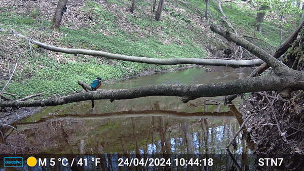 Eisvogel.