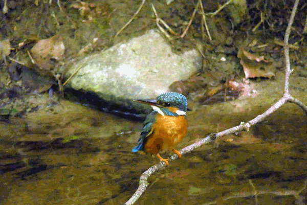 Eisvogelweibchen im Jahr 2024. Eisvogelweibchen im Jahr 2024.