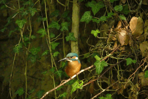 Junger Eisvogel. Junger Eisvogel.