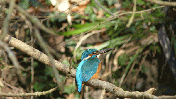 Interessenkreis Schwentine-Eisvogel. Interessenkreis Schwentine-Eisvogel.