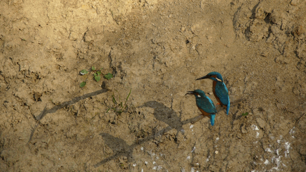 Interessenkreis Schwentine-Eisvogel. Interessenkreis Schwentine-Eisvogel.