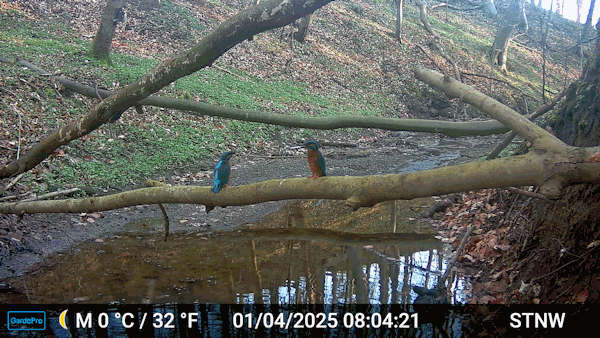 Interessenkreis Schwentine-Eisvogel. Interessenkreis Schwentine-Eisvogel.