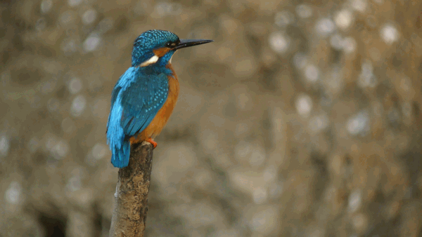 Interessenkreis Schwentine-Eisvogel. Interessenkreis Schwentine-Eisvogel.