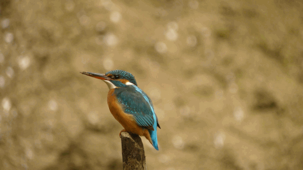 Interessenkreis Schwentine-Eisvogel. Interessenkreis Schwentine-Eisvogel.