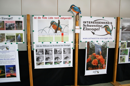 Eisvögel hätten in Schleswig-Holstein nicht von der Roten-Listen gestrichen werden dürfen