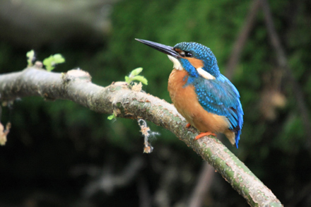 Typisches Brutverhalten zeigt das Männchen, kurz vorm Ausschlüpfen der kleinen Eisvögel. 