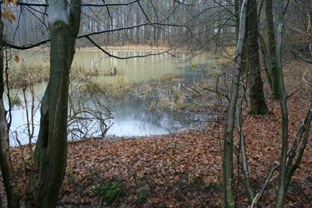 Wasserverfärbung, selbst im Wald konnte dieses beobachtet werden.