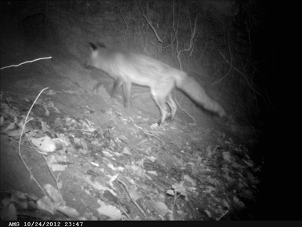 Wild- und Fotofalle, der Fuchs richtet seine Lauscher nach vorne, wer ist da?