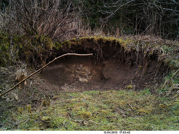 Wild- und Fotofalle, auch der Hase wurde dokumentiert.