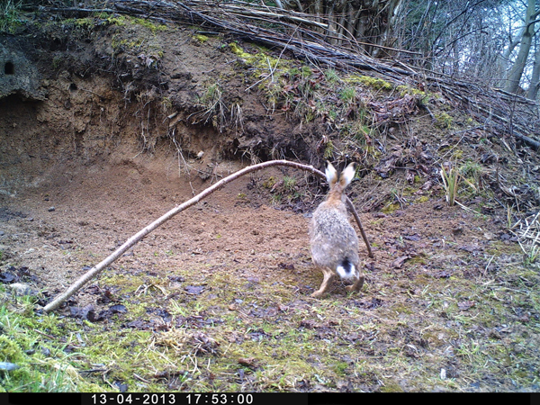 Wild- und Fotofalle, auch hier schaut ein Hase vorbei.