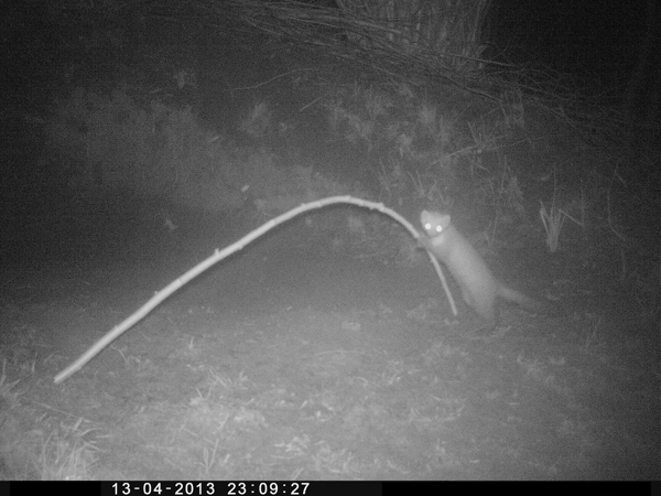 Wild- und Fotofalle, erneut läst sich ein Marder ablichten.