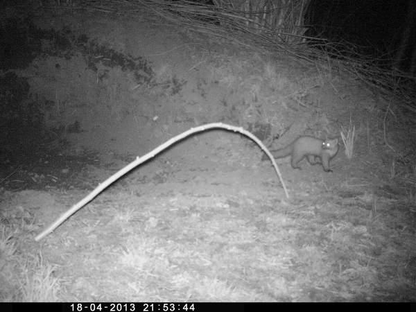 Wild- und Fotofalle, der Marder ist ein Dauergast. Aber so bekommt man einen Überblick, wer war da.