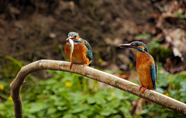Eisvogelbeobachtung 2013, Fischübergabe.