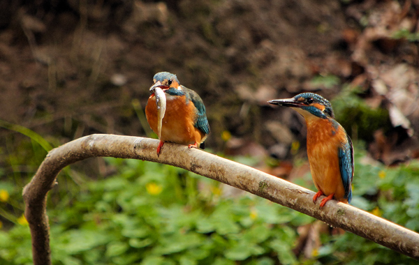 Eisvogelbeobachtung 2013, Fischübergabe.