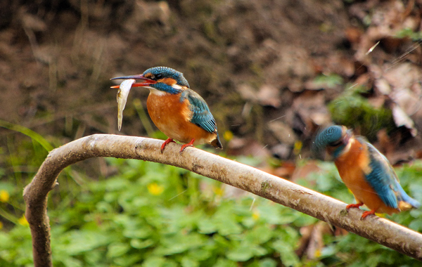 Eisvogelbeobachtung 2013, Fischübergabe.