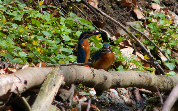 Eisvogelbeobachtung 2013, Fischübergabe.