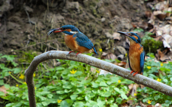 Eisvogelbeobachtung 2013, Fischübergabe.