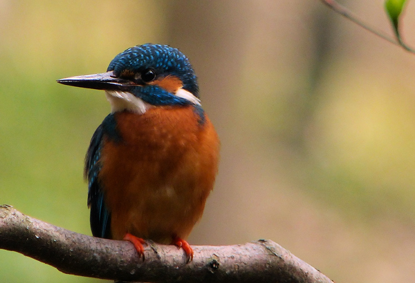 Eisvogelbeobachtung. Eisvogelmännchen, schwarzer Unterschnabel..