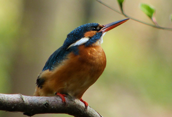 Eisvogelbeobachtung 2013, Eisvogelweibchen, roter Unterschnabel.