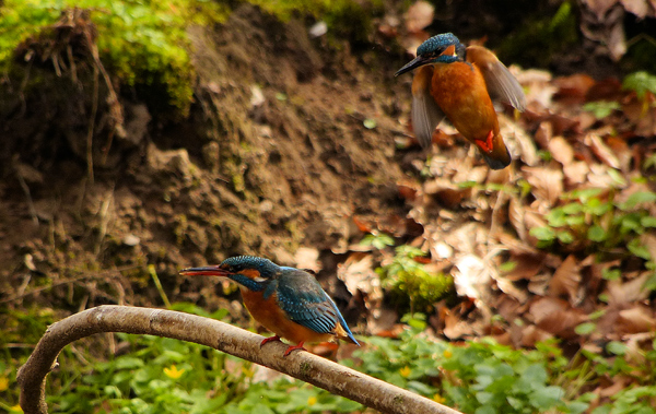 Eisvogelbeobachtung 2013...