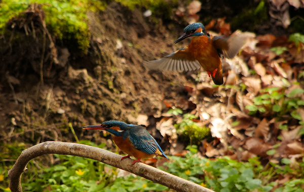 Eisvogelbeobachtung 2013...