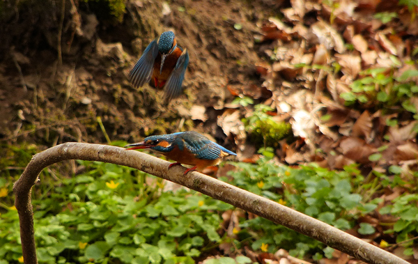 Eisvogelbeobachtung 2013...