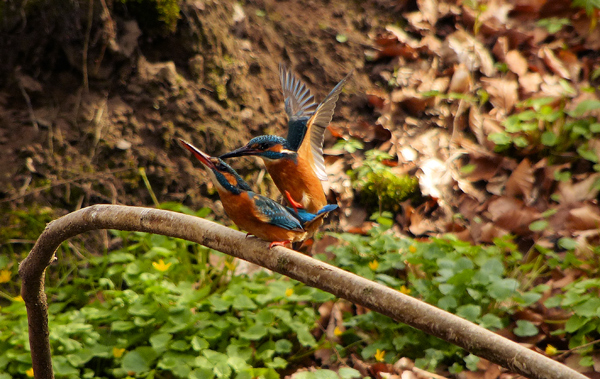 Eisvogelbeobachtung 2013...