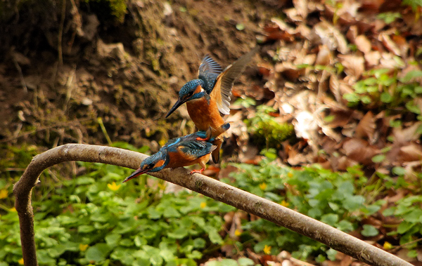 Eisvogelbeobachtung 2013...