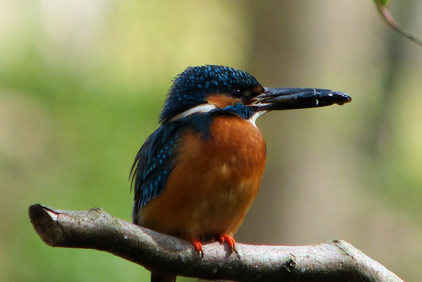 Eisvogelbeobachtung 2013, Eisvogelmännchen mit einem Fisch.