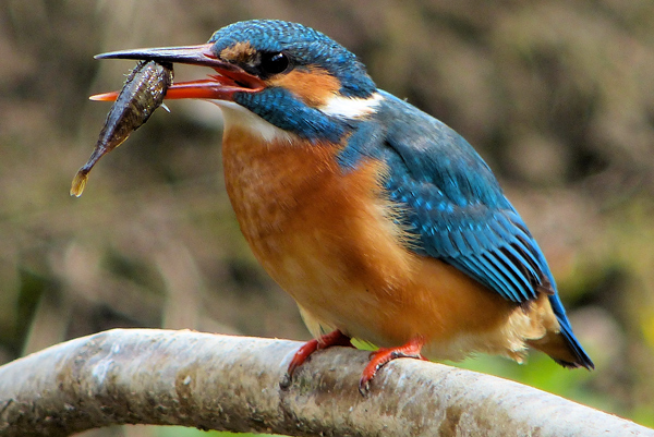 Eisvogelbeobachtung 2013, Eisvogelweibchen mit einem Fisch.