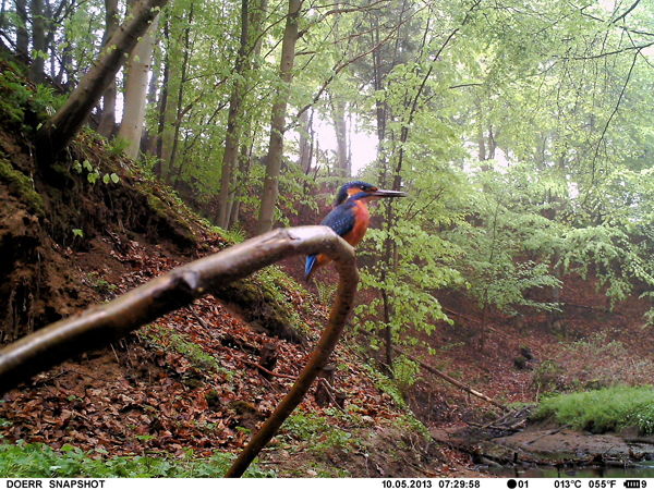 Eisvogelbeobachtung 2013, ein Eisvogelmännchen aufgenommen durch eine Wild- und Fotofalle. 