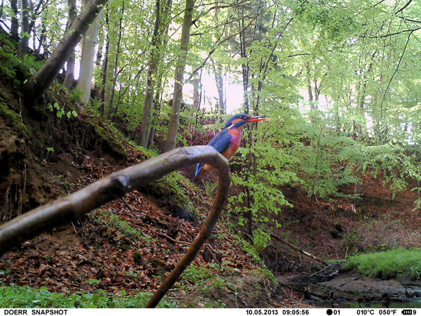 Eisvogelbeobachtung 2013, ein Eisvogelweibchen aufgenommen durch eine Wild- und Fotofalle.