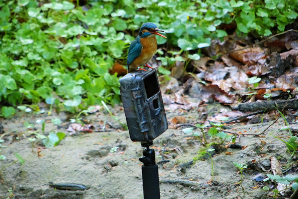 Eisvogelbeobachtung 2013, Eisvogel auf einer Wild- und Fotofalle von Doerr, Modell Doerr Snaphot.