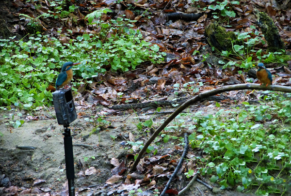 Eisvogelbeobachtung 2013, es gab leichte Unstimmigkeiten am Tag meiner Beobachtung bei den beiden.