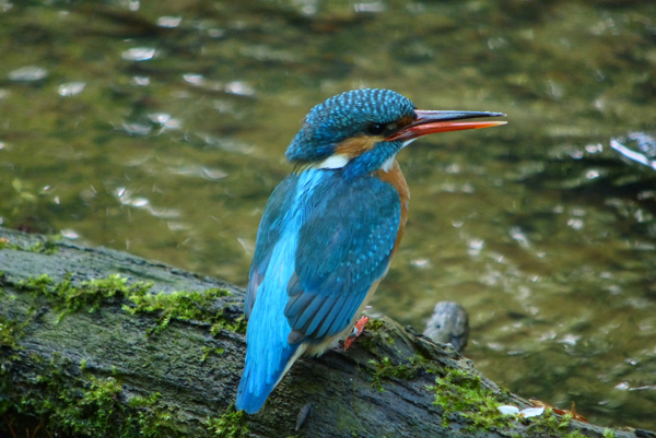 Eisvogelbeobachtung 2013, das Eisvogelweibchen hat ihr Männchen voll im Auge.