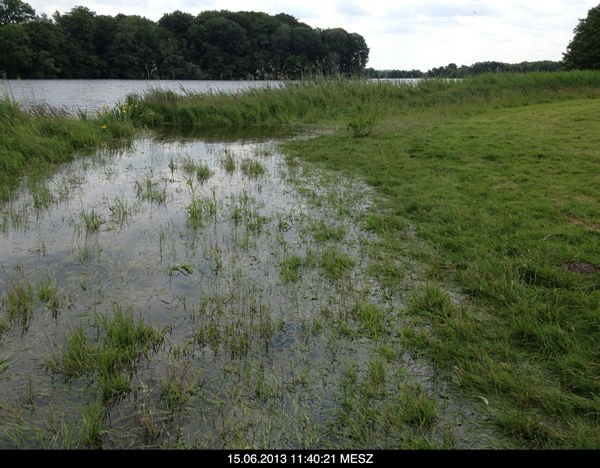 Die Schwentine breitet sich selbstständig in einer Grünlandfläche aus. Die Überschwemmungsflächen im Grünland könnten von Gössel zum Schwimmen nutzen werden.