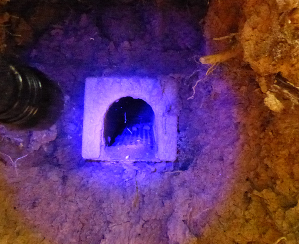 Künstliche Eisvogelbrutanlage wird mit UV Licht in Augenschein genommen.