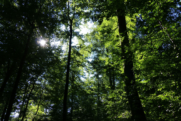 Wer es kann und möchte, findet innerliche Ruhe in den Schleswig-Holsteinischen Wäldern.